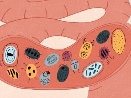 mikrobiom cheloveka vivavita vitajournal