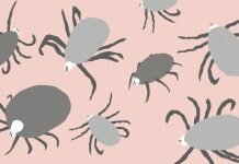 Как распознать укус клеща? Советы врача kak razspoznat ukus kleshha vivavita vitajournal